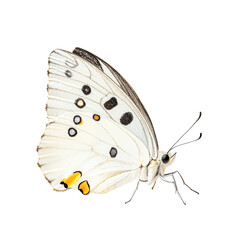 Exquisite White Butterfly with Black and Orange Spots on Transparent Background Wing Detail Macro Photography Nature Wildlife Insect Entomology