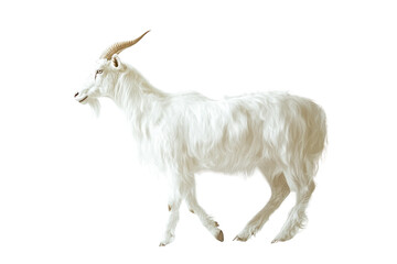 White goat walking profile view, isolated on transparent background