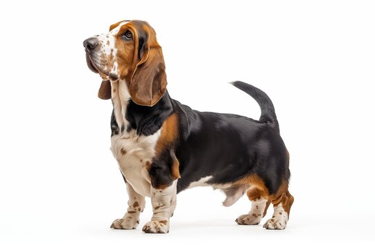 Basset Hound dog isolated on white background