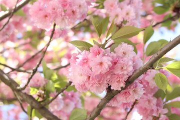 Sakura flowers. Sakura branches blooming with pink flowers. Close-up of lush pink flowers on tree branches. Nature background. Spring