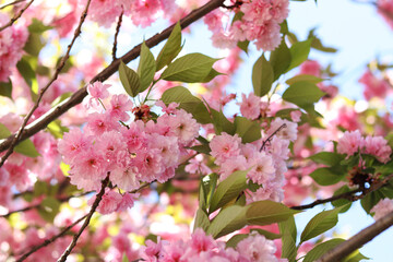 Sakura flowers. Sakura branches blooming with pink flowers. Close-up of lush pink flowers on tree branches. Nature background. Spring
