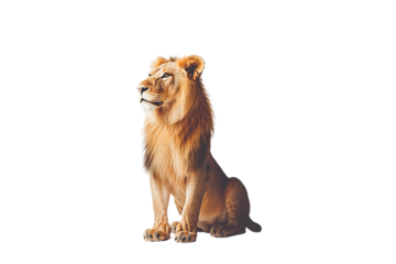Majestic male lion sitting profile view, isolated on transparent background
