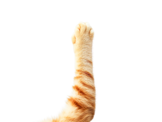 Orange tabby cat paw reaching up, isolated on transparent background