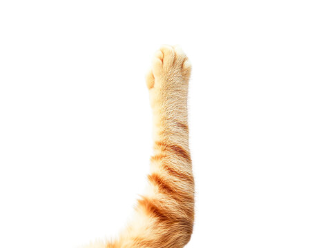 Orange tabby cat paw reaching up, isolated on transparent background