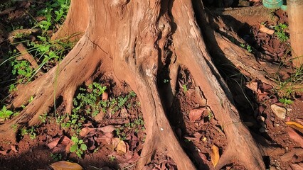Close-Up of Exposed Tree Roots and Dirt Ground