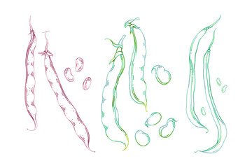 Vector illustration of broad beans, green beans and cranberry beans in botanical style