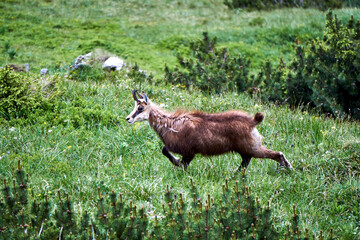 Tatra chamois in a meadow in the Tatra Mountains