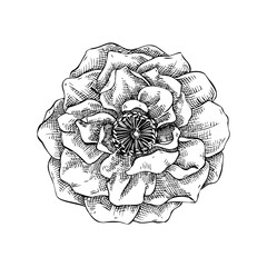 Rose flower sketch. Hand drawn botanical illustration. Natural skin care, aromatherapy, perfumery, and organic cosmetics logo design. NOT AI generated
