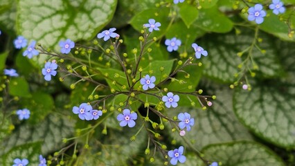 Sweden. Myosotis sylvatica, the wood forget-me-not or woodland forget-me-not, is a species of...