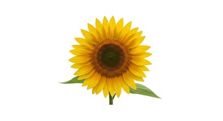 Obraz premium Radiant Sunflower Isolated on White Background: Symbol of Summer Joy and Optimism