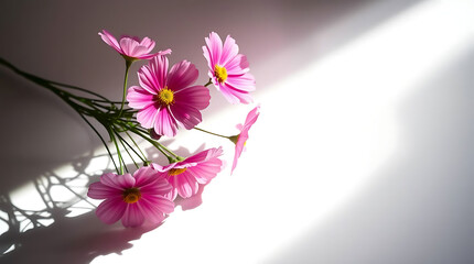 Pink cosmos flowers in a floral arrangement isolated on white or transparent background