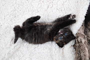 Cute kitten lying