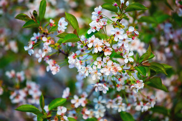White cherry blossoms