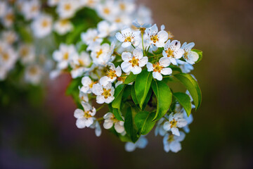 Blossoming pear tree