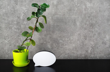 Background, ficus and speech bubble