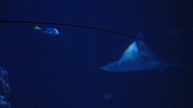 Elegant stingrays and colorful fish glide through the deep blue of an aquarium tank. Low lighting and rich tones create a calm, mysterious underwater atmosphere.