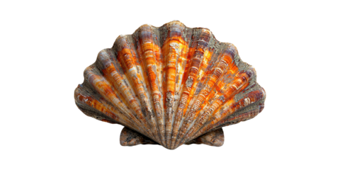Colorful Scallop Sea Shell. Marine Life And Coastal Decor Inspiration Isolated On Transparent Background