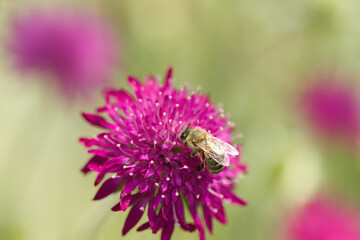 bee from the side, legs and wings, wings of honey bee, Anthophila, insect on Macedonian widow flower, Knautia macedonica, bee on the Macedonian widow flower
