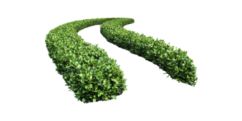 Curved Green Hedge Pathway. Landscaping And Garden Design Concept Isolated On Transparent Background