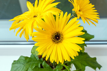Closeup Blooming two color beautiful orange yellow gerberas on the windowsill.