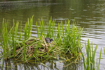 Eurasian coot chick resting on a reed nest in the middle of a freshwater lake.