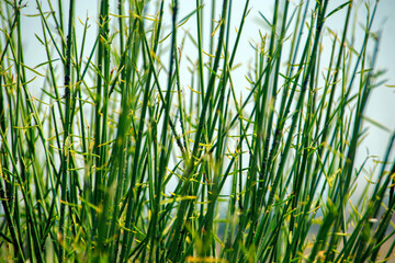 green grass in the wind