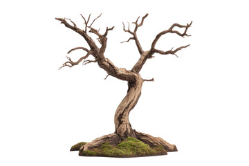 Fototapeta premium Ancient Tree's Sculpted Beauty: A weathered, solitary tree stands as a testament to nature's enduring artistry. This striking, bare specimen reveals its gnarled branches against the vast expanse.