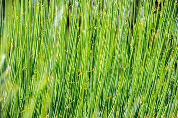 green long plants in the field