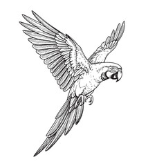 Parrot Flying Doodle Illustration – Hand-Drawn Black and White Line Art on Transparent Background