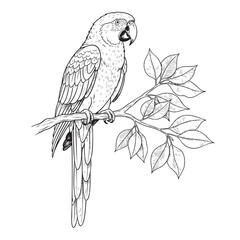 Parrot Sitting on a Branch Doodle Illustration – Hand-Drawn Black and White Line Art on Transparent Background
