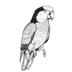 Parrot Doodle Illustration – Hand-Drawn Black and White Line Art on Transparent Background