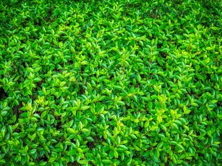 신선한 녹색 잎사귀 배경 