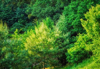 Fototapeta premium 한국의 녹색숲 풍경, 자연 