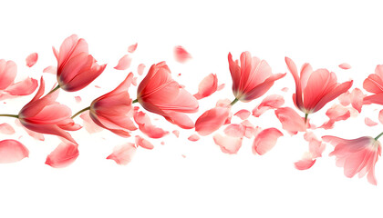 pink tulip petals fly in a semicircle on an isolated white background