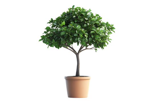 tree in a pot isolated on a transparent background