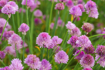Close up image of blooming chive, allium schoenoprasum flower on vivid purple petals and green stems background. Gardening, nature, or herbal plants, landscape design, decorative plant for flowerbed.