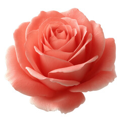 A beautiful coral rose with delicate petals and lush details, showcasing its vibrant color against a white isolated background.