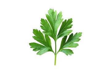 Fresh green parsley leaf isolated on a transparent background