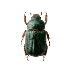 A close-up view of a green beetle with a shiny exoskeleton, showcasing intricate details of its body and legs against a white isolated background.