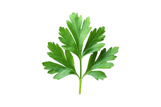Fresh green parsley leaf isolated on a transparent background