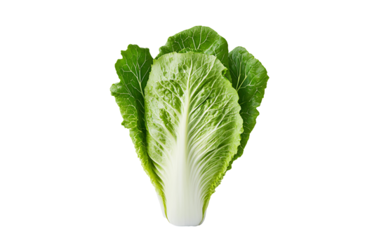 Fresh cos lettuce isolated on a transparent background