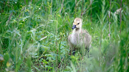 Goslings eating seed heads in the grass