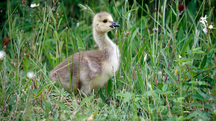 Goslings eating seed heads in the grass