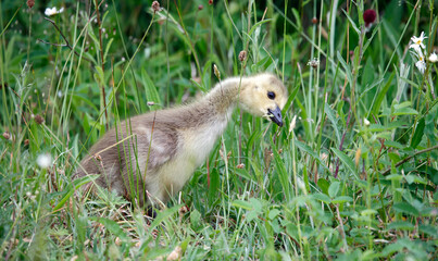Goslings eating seed heads in the grass