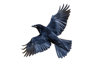Fototapeta premium flying crow isolated on a transparent background