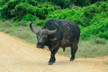 Fototapeta premium Cape buffalo crossing road at Addo National Park