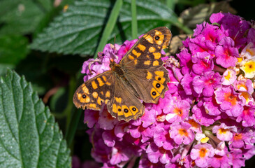 Close- up shot of Speckled Wood Pararge aegeria 