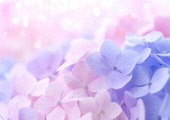 Obraz premium 綺麗なピンクと紫の紫陽花の花の背景素材 