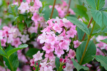 Weigela coraeensis pink white flowering shrub plant, group of colorful flowers in bloom