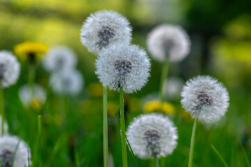 Common dandelion Taraxacum officinale faded flowers looks like snow ball, ripe cypselae fruits